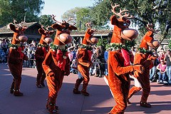 Reindeer