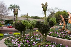 Fantasia Ostriches