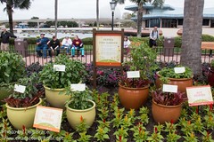 Pepper Fire Garden