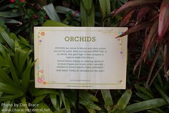 Mexican Ochids