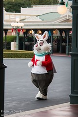 White Rabbit