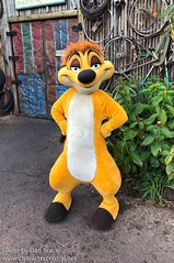 Timon