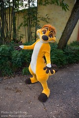 Timon