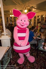 Piglet