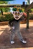 King Julien