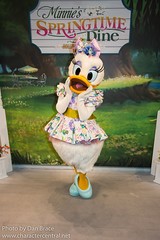 Daisy Duck