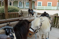 Pony Rides