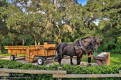 Horse-Drawn Hayride