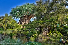 Animal Kingdom