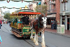 Horse-Drawn Trolley